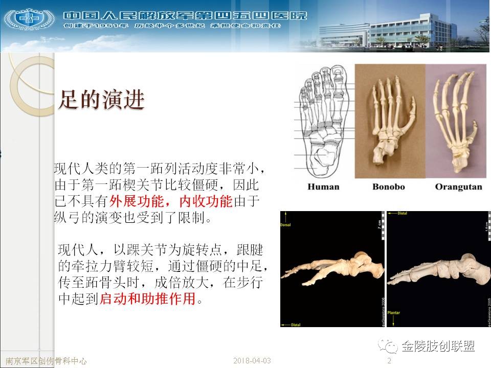 骨科基础：足踝运动生理及解剖结构