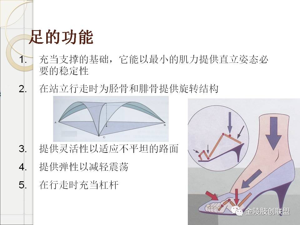 骨科基础：足踝运动生理及解剖结构