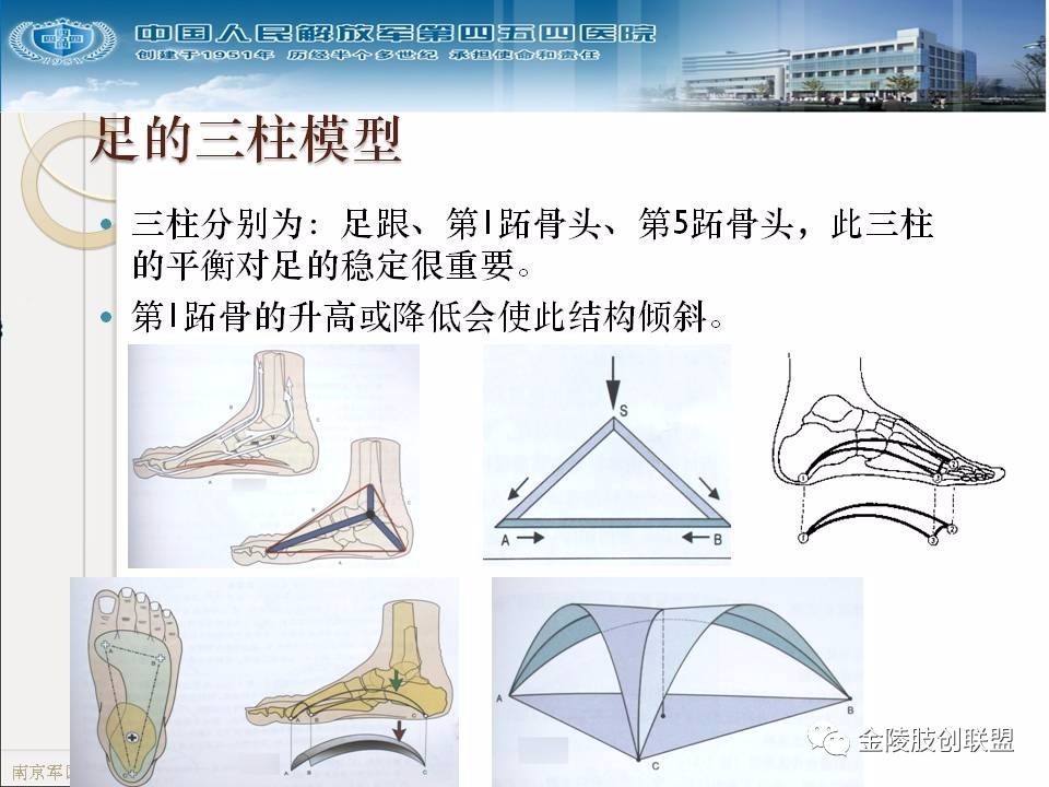 骨科基础：足踝运动生理及解剖结构