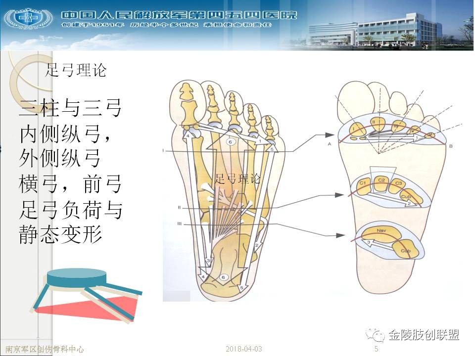 骨科基础：足踝运动生理及解剖结构