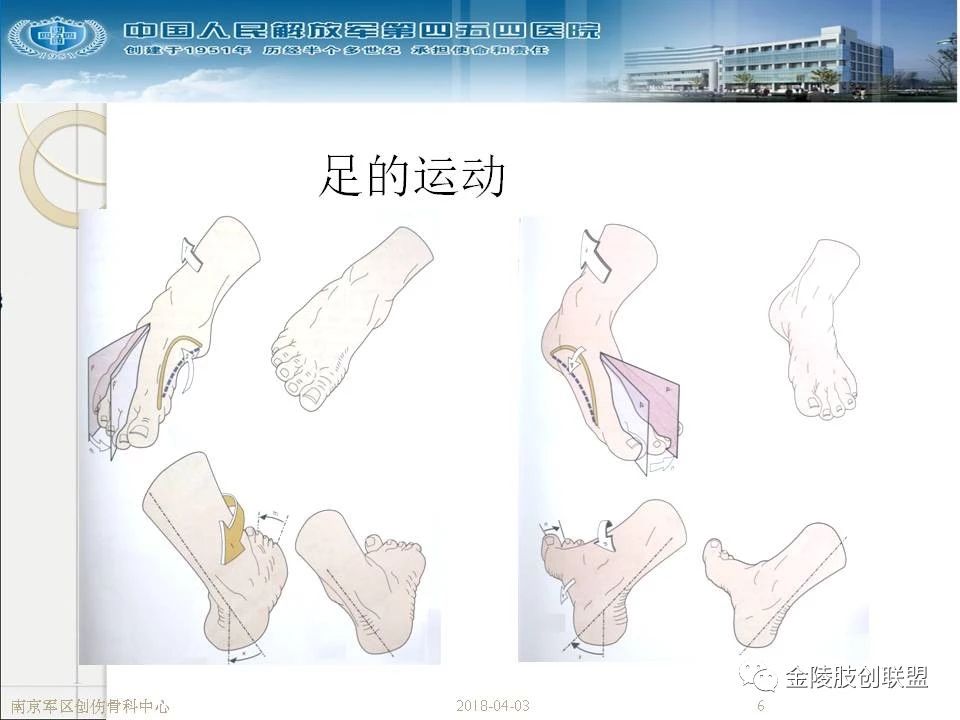 骨科基础：足踝运动生理及解剖结构