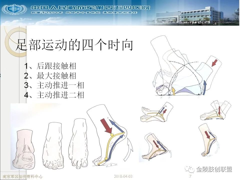 骨科基础：足踝运动生理及解剖结构