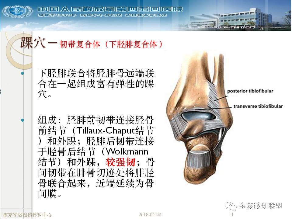 骨科基础：足踝运动生理及解剖结构