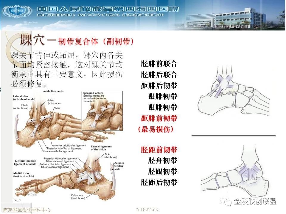 骨科基础：足踝运动生理及解剖结构