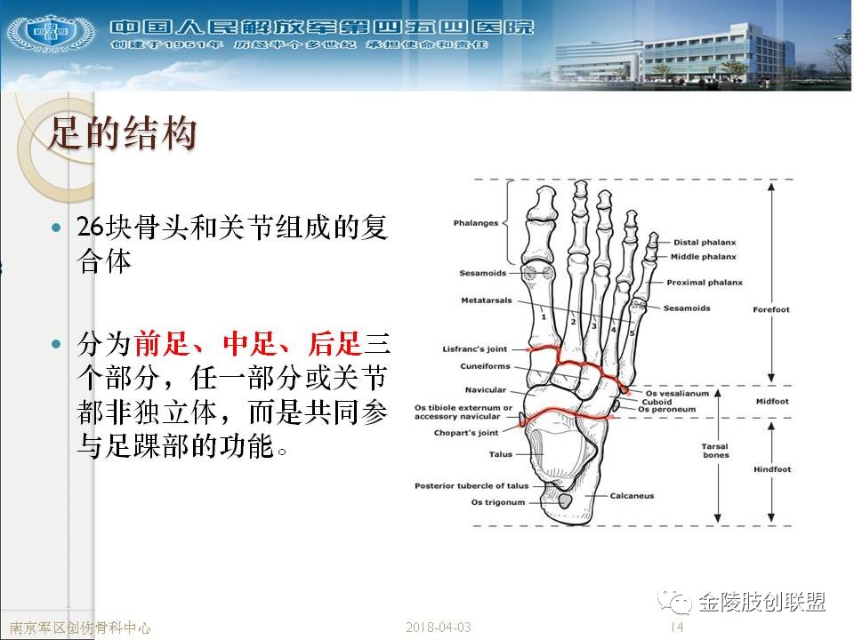 骨科基础：足踝运动生理及解剖结构