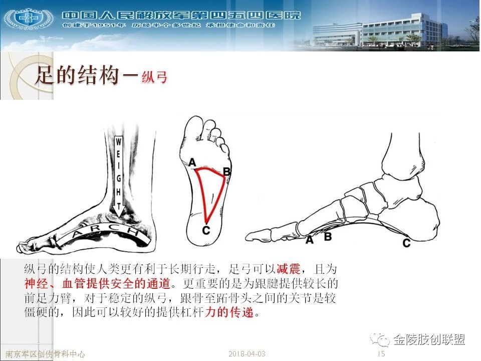 骨科基础：足踝运动生理及解剖结构