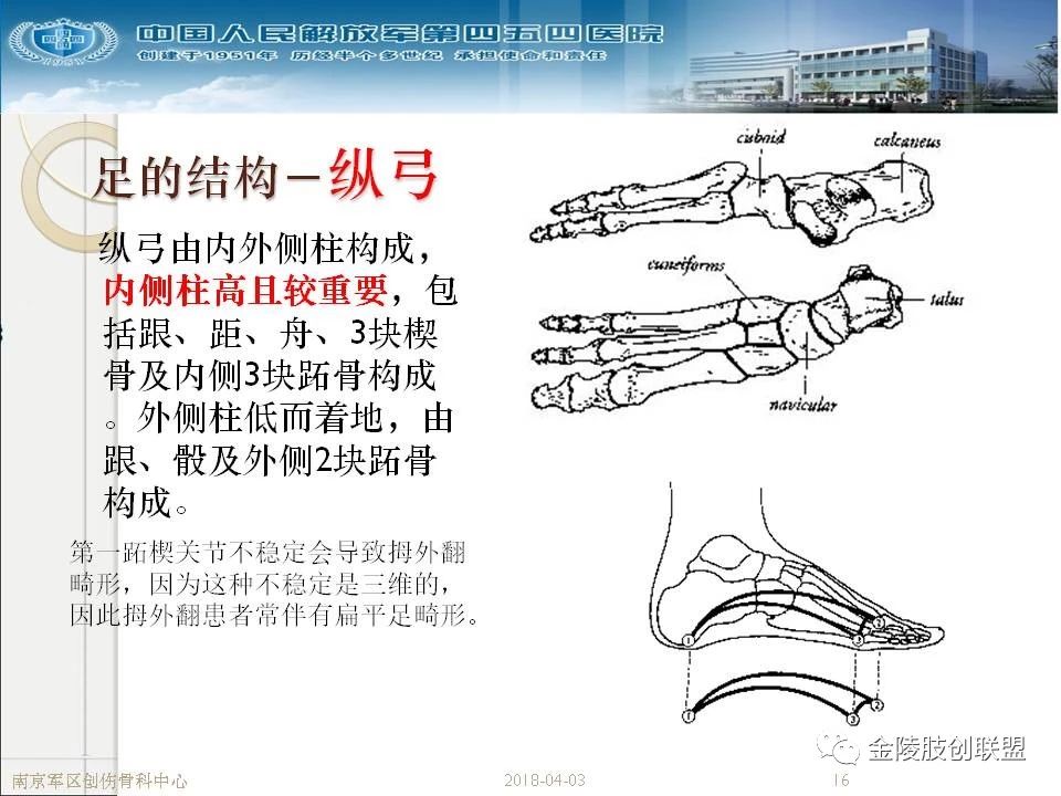 骨科基础：足踝运动生理及解剖结构