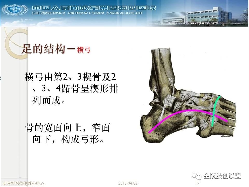 骨科基础：足踝运动生理及解剖结构