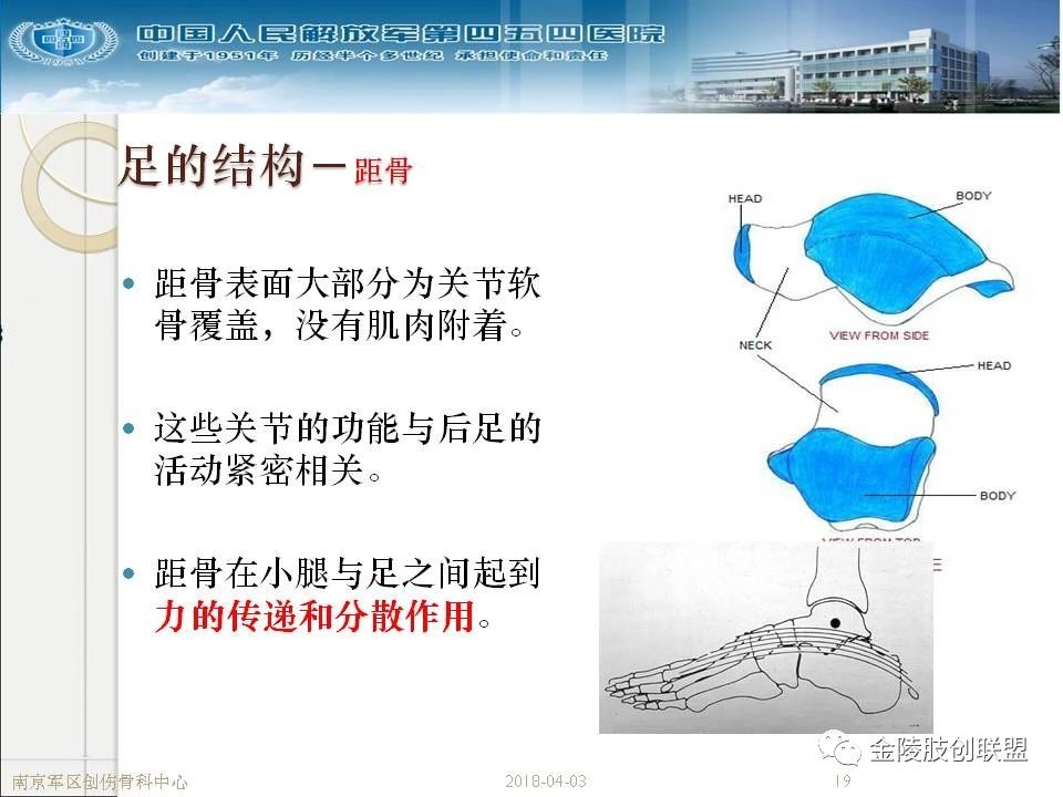 骨科基础：足踝运动生理及解剖结构