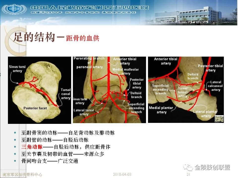 骨科基础：足踝运动生理及解剖结构