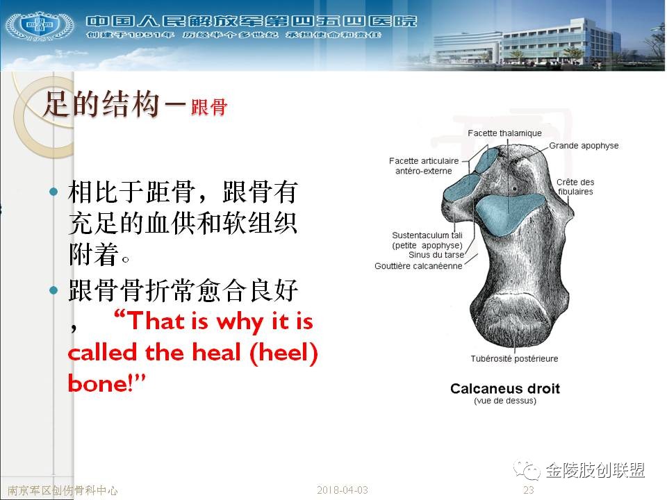 骨科基础：足踝运动生理及解剖结构