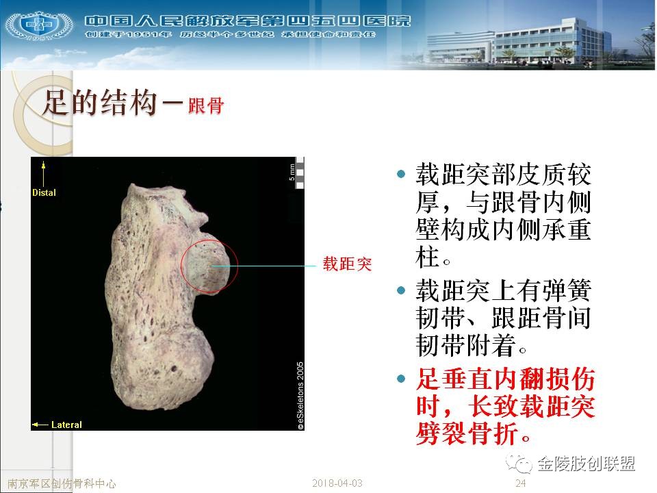 骨科基础：足踝运动生理及解剖结构