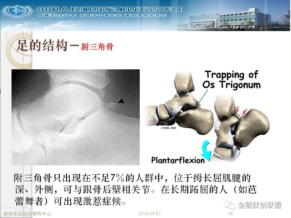 骨科基础：足踝运动生理及解剖结构