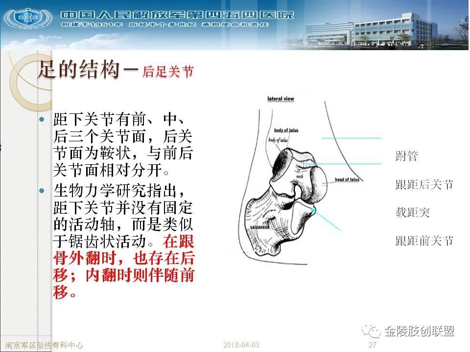 骨科基础：足踝运动生理及解剖结构