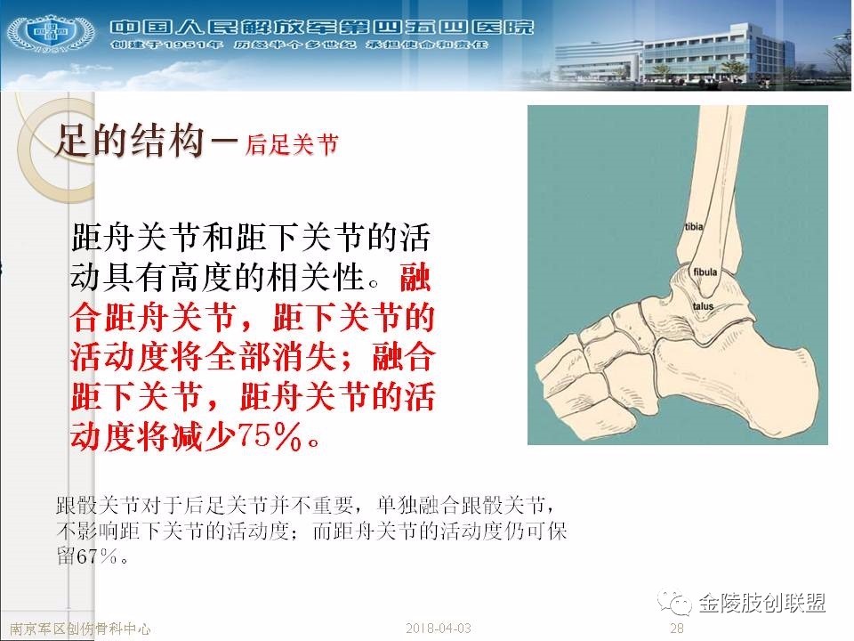 骨科基础：足踝运动生理及解剖结构