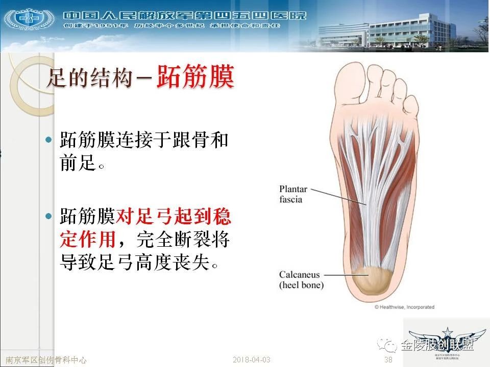 骨科基础：足踝运动生理及解剖结构