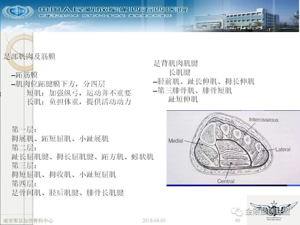 骨科基础：足踝运动生理及解剖结构