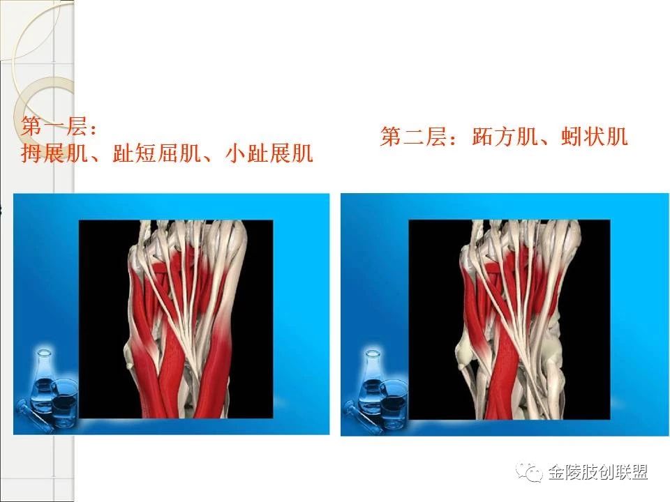 骨科基础：足踝运动生理及解剖结构