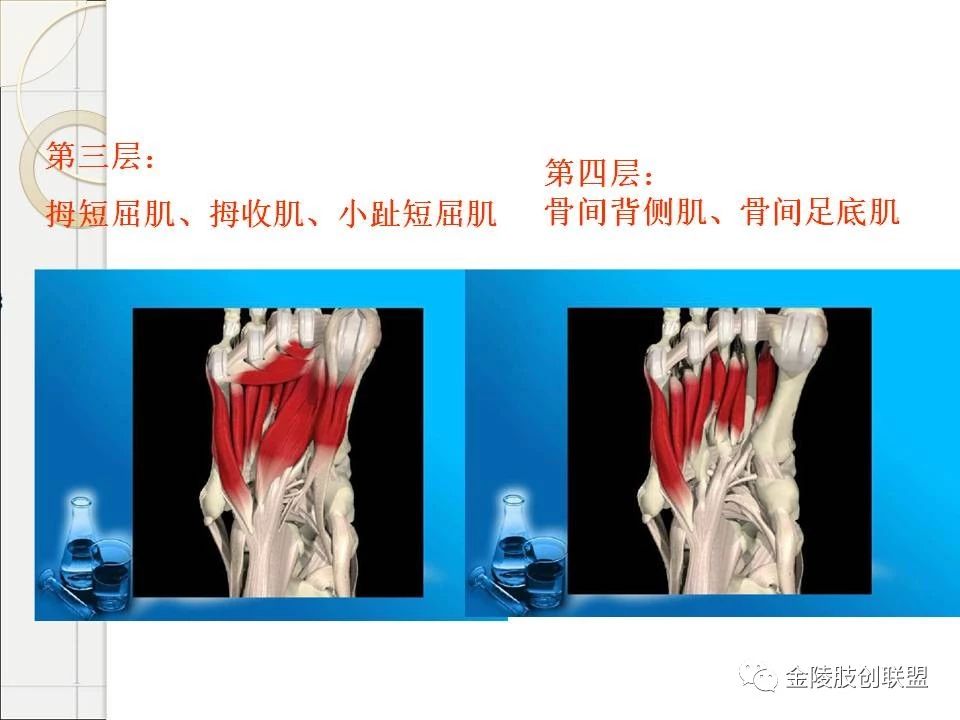 骨科基础：足踝运动生理及解剖结构