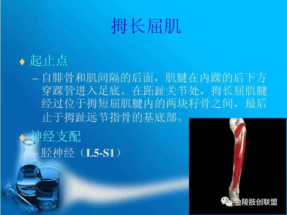 骨科基础：足踝运动生理及解剖结构