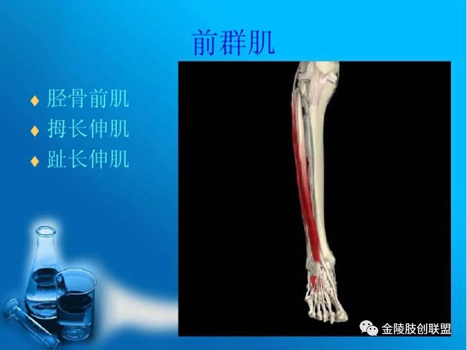 骨科基础：足踝运动生理及解剖结构