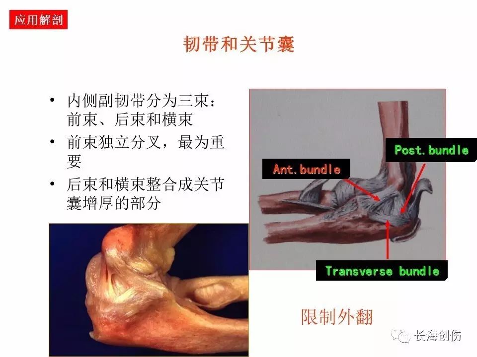 如何做好肘关节手术，先看看这篇解剖和手术入路！