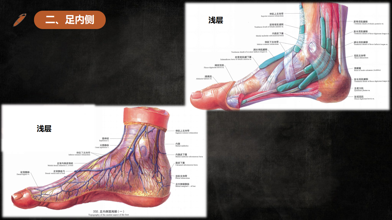 足踝部解剖及影像学诊断，基础必备！