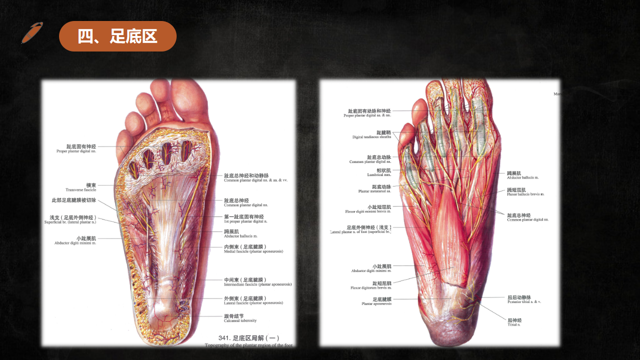 足踝部解剖及影像学诊断，基础必备！