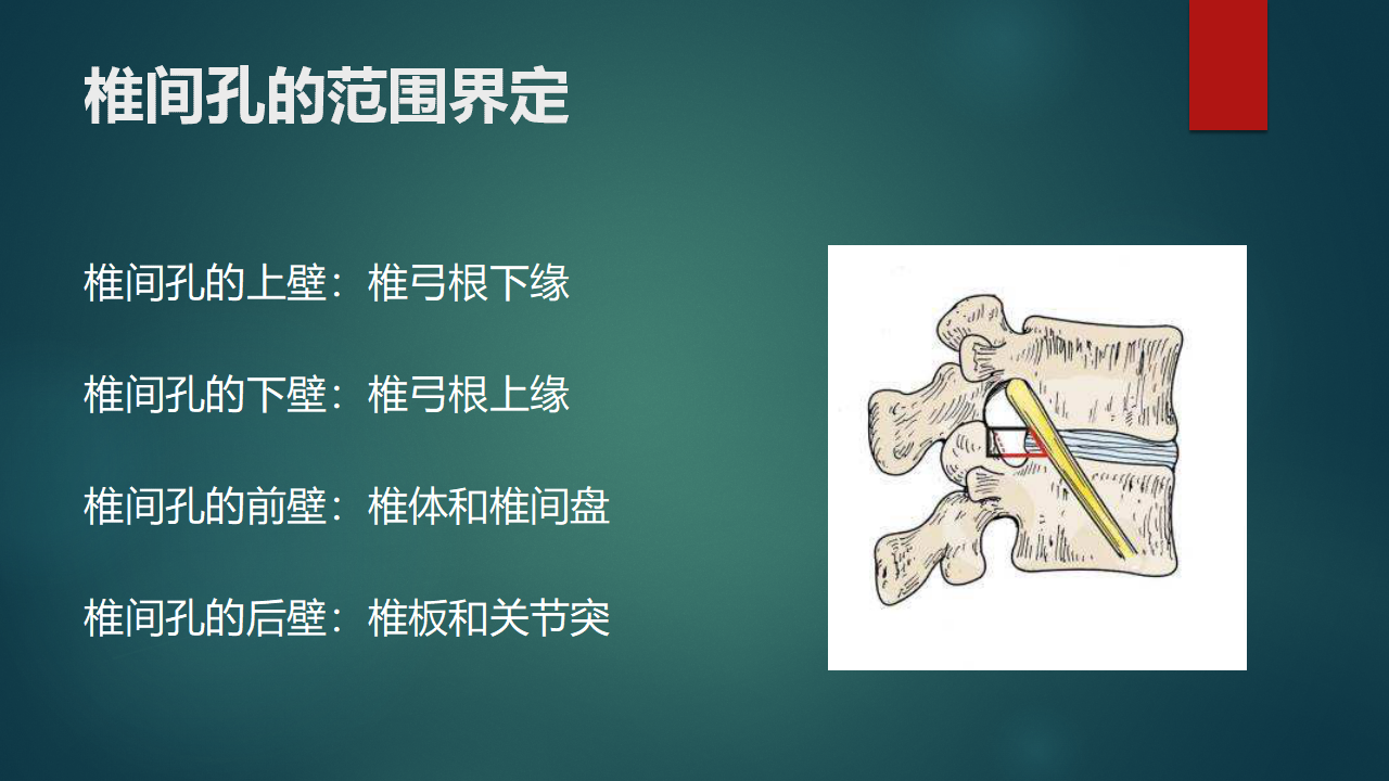 腰椎间孔的解剖及其临床意义