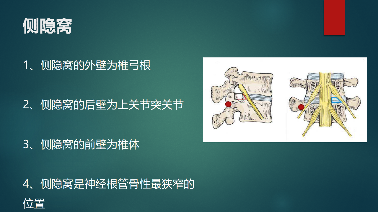 腰椎间孔的解剖及其临床意义