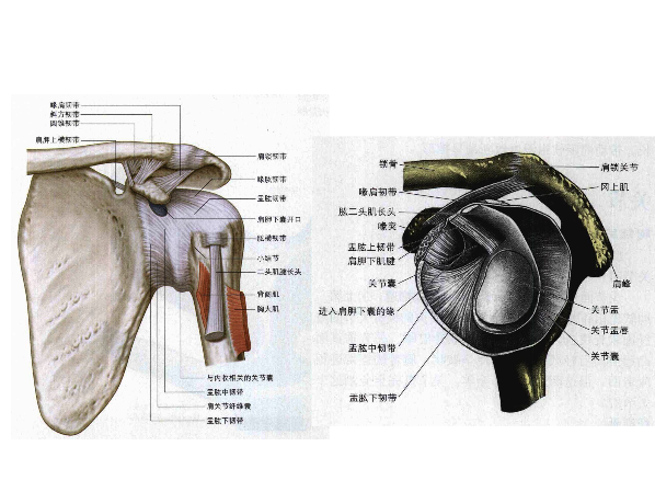 肩锁关节脱位的诊断与治疗