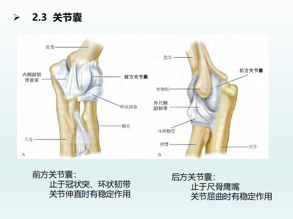 肘关节应用解剖及生物力学机制，基础必备！