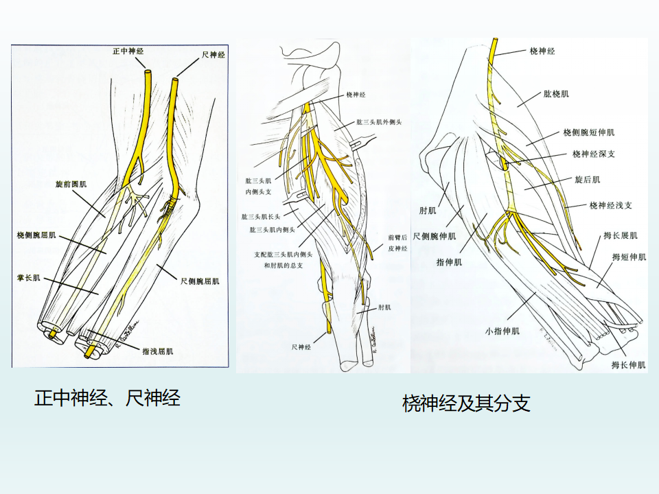 肘关节应用解剖及生物力学机制，基础必备！