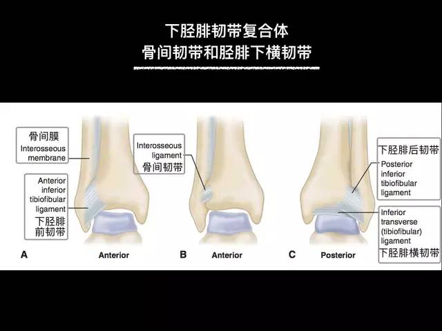 踝关节韧带解剖高清图解，值得收藏！