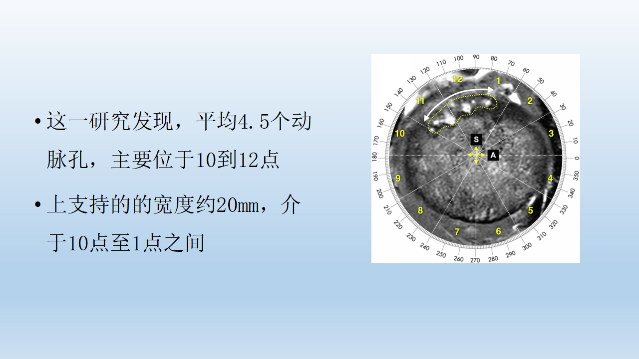 关于股骨头血供，这篇课件讲得太全面了！