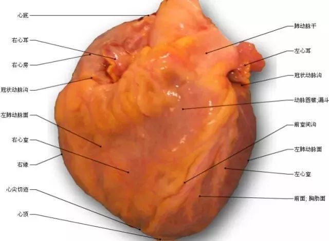 这组心脏解剖图，太赞了！