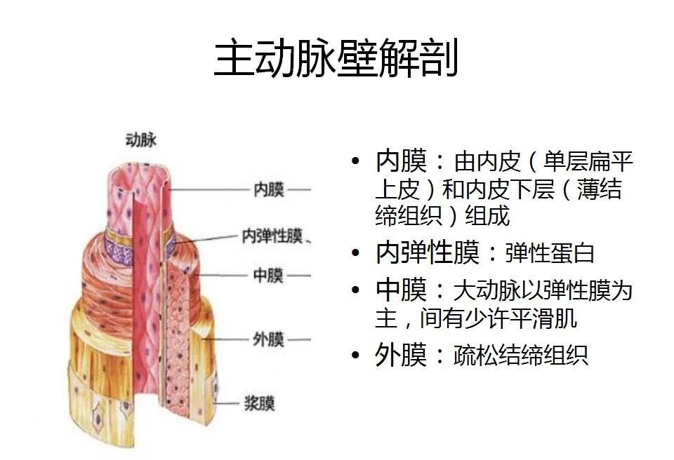 主动脉夹层的影像诊断，这样鉴别更简单！