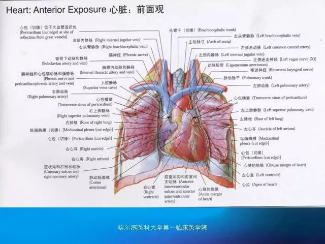 急性心肌梗死的心电图演变