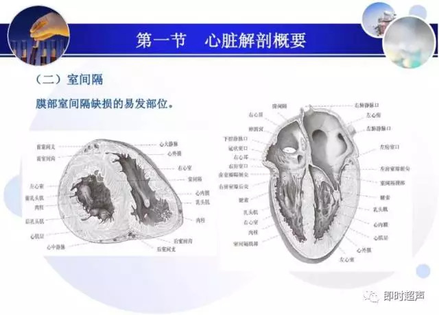 正常心脏超声诊断