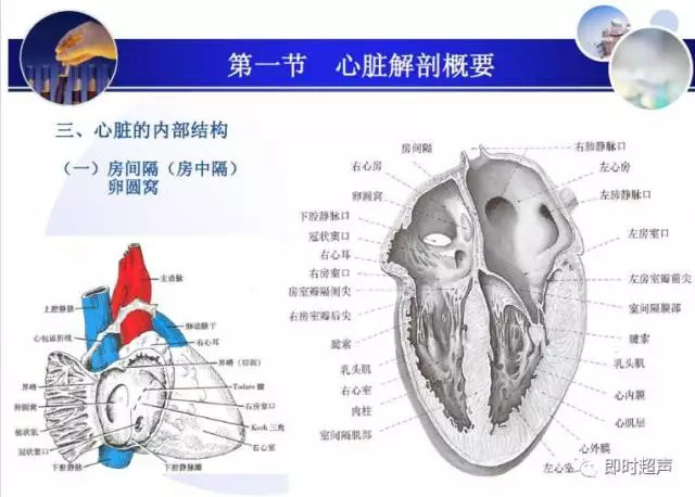 正常心脏超声诊断