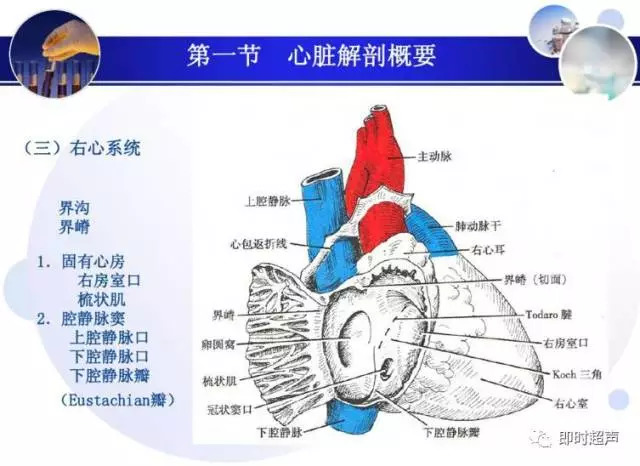 正常心脏超声诊断