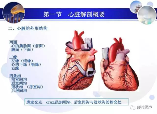 正常心脏超声诊断