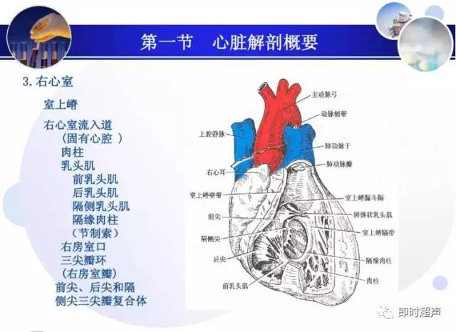 正常心脏超声诊断