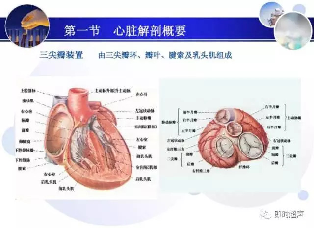 正常心脏超声诊断