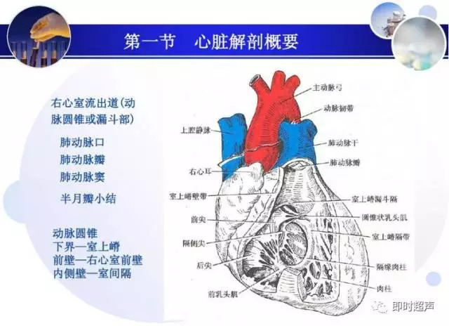 正常心脏超声诊断