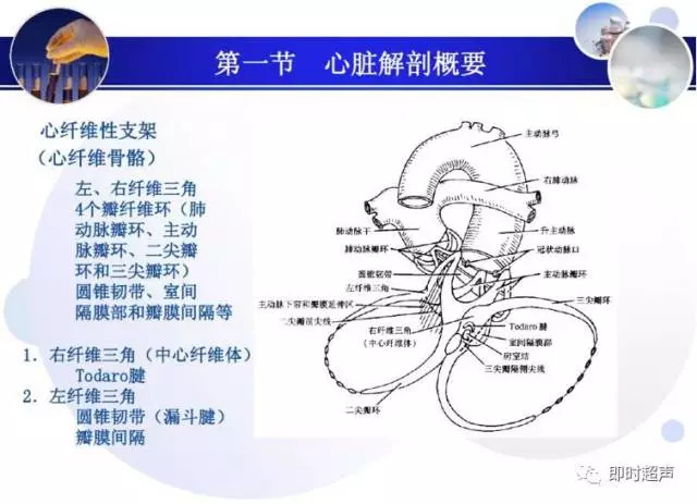 正常心脏超声诊断