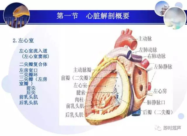 正常心脏超声诊断