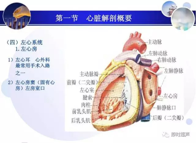 正常心脏超声诊断