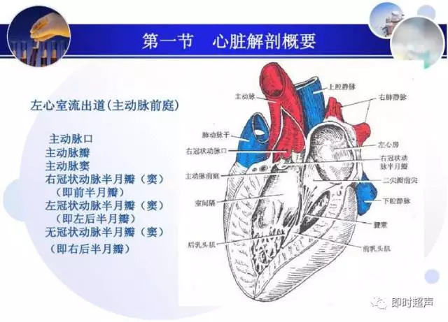 正常心脏超声诊断