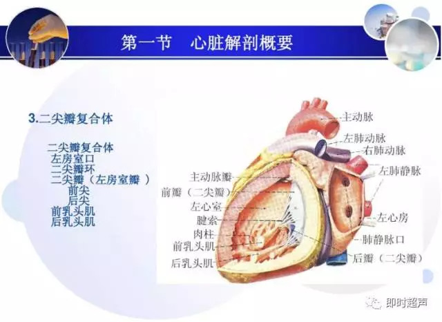 正常心脏超声诊断